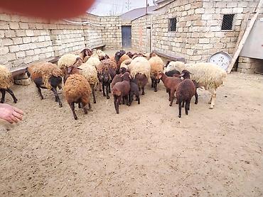 Qoyunlar, qoçlar: Satılır: Qoyun sürüsü - Növ: yerli xalı/xar (uzunquyruq, yağlı — 14