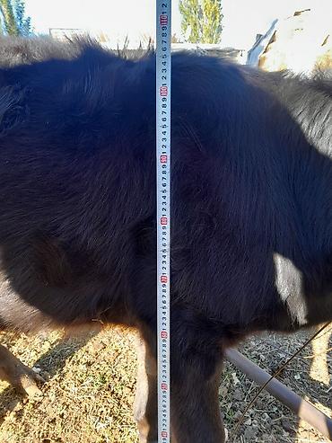 голштин телка: Продаю | Тёлка | Полукровка | На откорм | Привязанные — 3