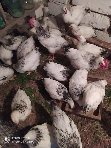 Toyuqlar: Serebrist fereler 6.50 xoruzlar 7 manatdan ünvan Hökməli 40 denedi tam — 6