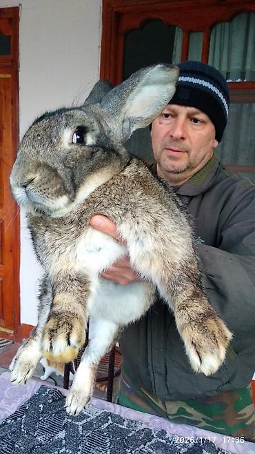 Dovşanlar: FLANDR (Belçika nəhəngi) – İri ölçü, yüksək gəlir! Təmiz qanlı Flandr — 6