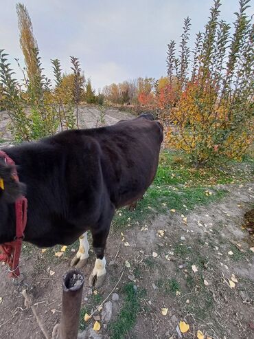 кыргыз добот ит: Швец Болор баа 180 миң! 2 айлык асимнения болгон учурда 18 литр сүт lalafo.kg да кыргыз добот ит: Швец Болор баа 180 миң! 2 айлык асимнения болгон учурда 18 литр сүт