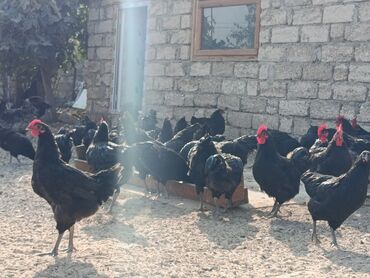 Toyuqlar: Toyuq, Australorp, Yumurtalıq — 8