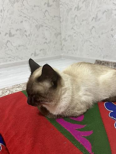 Мышыктар сатылат: Кошка с сиамским окрасом (колор-пойнт). Короткая гладкая шерсть — 1