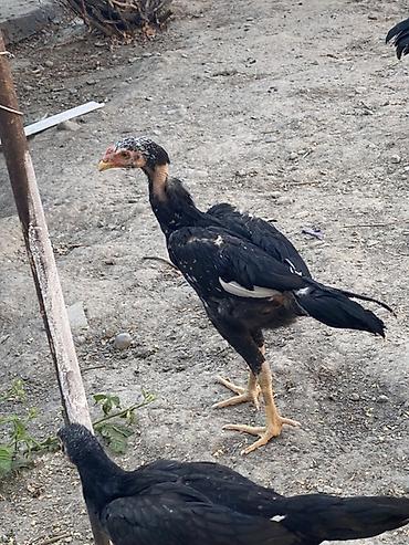 цыплята бролеры: Продаю | Цыплята | Бойцовая | Для разведения — 2