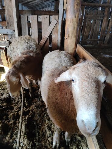 Бараны, овцы: Продаю | Овца (самка) | Для разведения | Матка — 4