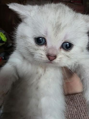 Pişiklər: Britan, Erkək, Dişi — 23