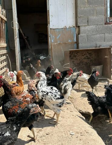 продажа домашних животных: Продаю | Куры | Домашняя | Для разведения