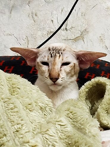 Продажа кошек: Ориентальная, 2 года, Девочка, Белый, Кастрирована, Приучена к лотку, Проглистована — 15