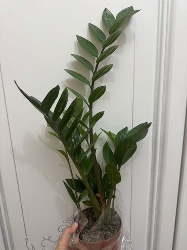 купить дерево лимона с плодами: Куплю листик замиокулькаса