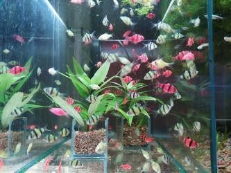 аквариумный рыба: Аквариумные растения. Рыбки
большое разнообразие