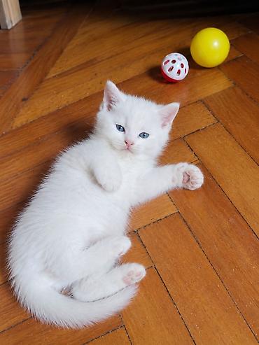 pişik baytarı: Şinşilla, Erkək, Dişi, Yaxşı əllərə — 3