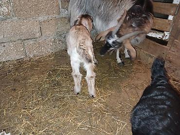 Keçilər, çəpişlər: Məhsul: Balalı keçi Təsvir: - Balalar mart ayının 17-si doğulub.1 -da lalafo.az — 1 Keçilər, çəpişlər: Məhsul: Balalı keçi Təsvir: - Balalar mart ayının 17-si doğulub.1 — 1