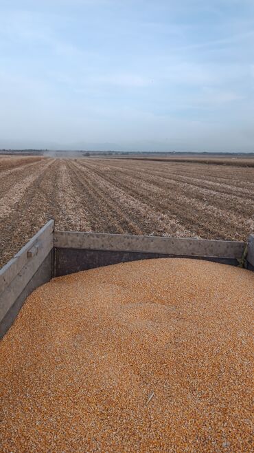 купить вольер для собаки уличный: Продам кукурузу 20 тонн пионер сухая Продам кукурузу 20 тонн пионер