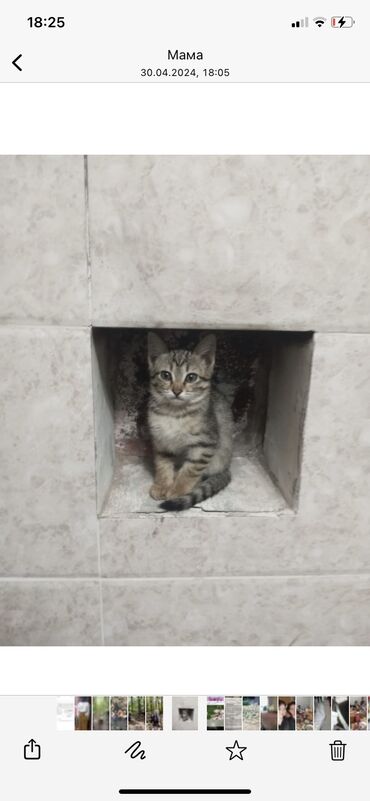 сибирские коты: Отдам в хорошие руки📞