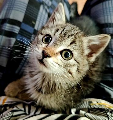 Кошки: Кошка даром: Беспородная, 1 месяц, Девочка, Приучена к лотку, Проглистована — 2
