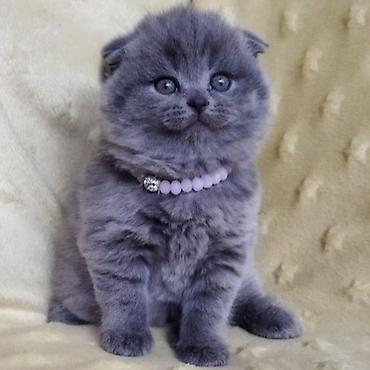 Кошки: Шотландская вислоухая — 6