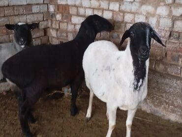 продажа щенков немецкой овчарки с документами в бишкеке: Продаю | Овца (самка) | Для разведения