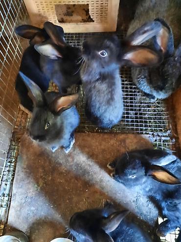 Кролики: Продаю | Крольчата | Племенные — 2