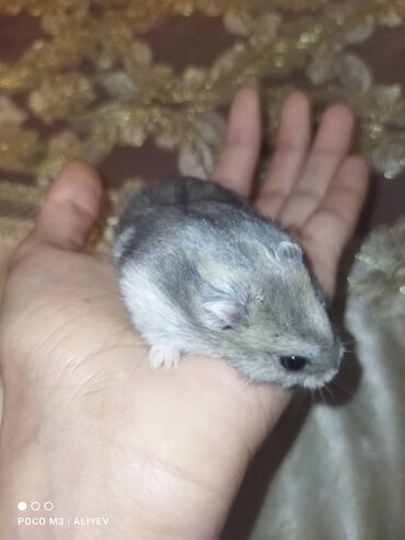 Hamster akvarium ilə birlikdə satılır.2 erkek Hamster.Doğulandan bəri