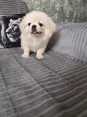 it pekines: Pekines, 3 ay, Erkək, Ödənişli çatdırılma — 5