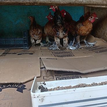 serebrist cücə satışı: 7 dənə yaponka satılır 4 fere 3 xoruz tam saglamdilar fereler — 2
