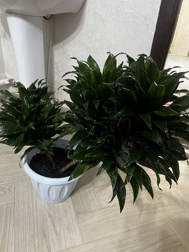 долларовый цветок: 🌿 Продаю красивое комнатное растение — Драцена 🌿 ✨ Эффектное