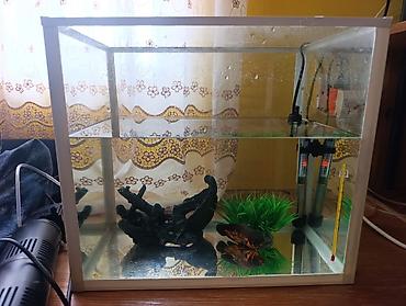 Akvariumlar: Akvarium və balıq dəsti satılır. Dəst tərkibi: - Şüşə akvarium — 4