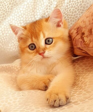 Pişiklər: Britan yastı qulaq, Erkək, Dişi, Yaxşı əllərə, Ünvandan götürmə, Pulsuz çatdırılma, Ödənişli çatdırılma — 103