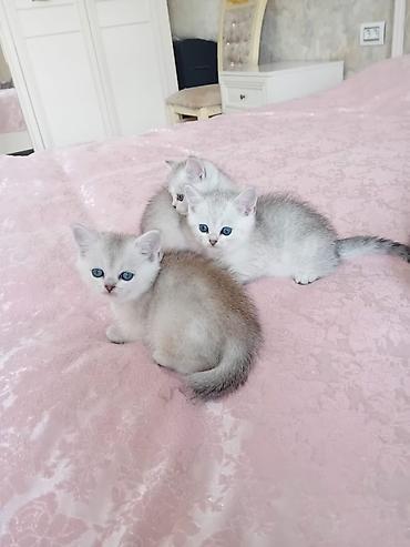 Pişiklər: Britan — 8