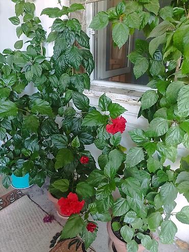 роза гул: Qırmızı hibiskus (Çin qızılgülü) – dekorativ otaq/eyvan bitkisi - — 6