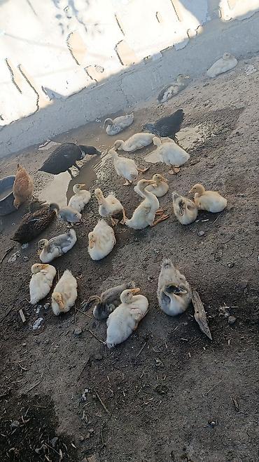 Утята/молодняк уток домашних. Описание: - На фото – помёт утят at lalafo.kg Утята/молодняк уток домашних. Описание: - На фото – помёт утят