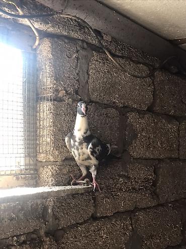 göyərçin satışı: Salam Drakon satilir . Ata baladi . 2 si 30 manat tek goturen olsa ata — 5