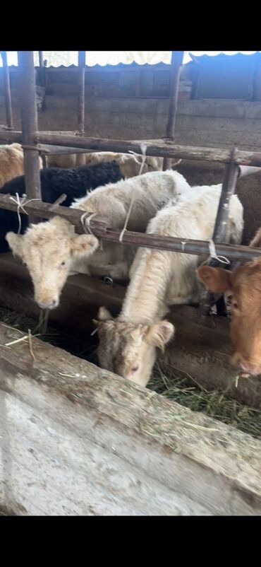 продажа домашних животных: Продаю | Бык (самец) | На откорм | Племенные