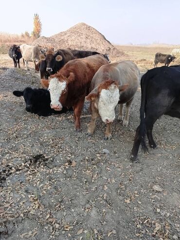 продаю дойных коров: Продаю | Бык (самец)