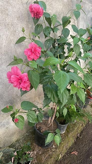 sultan darağı gülü: Məhsul: Qızılgül hibiskus (Hibiscus rosa-sinensis), qırmızı-çəhrayı — 1