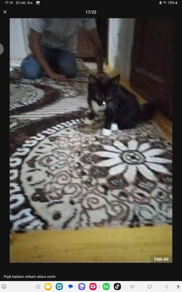 Pişiklər: Yaxşı əllərə — 3