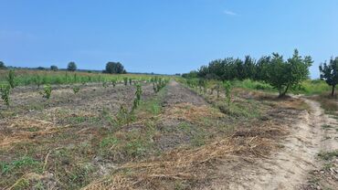 Torpaq sahələrinin satışı: 508 sot, Kənd təsərrüfatı, Kupça (Çıxarış) — 9
