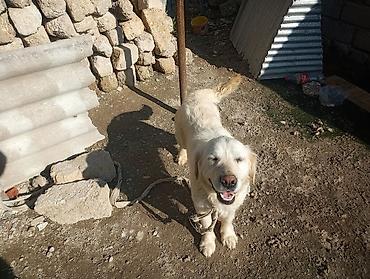 İtlər: Retriever, 1 il, Erkək — 3