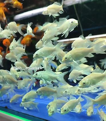 Балыктар: Новое поступление золотых рыбок! Разные виды! Коя платина вуаль также — 5