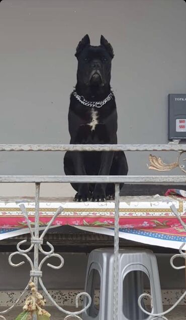 cane corso satilir: Kane-Korso, 2 il, Erkek, Cütləşmə üçün, Ödənişli çatdırılma