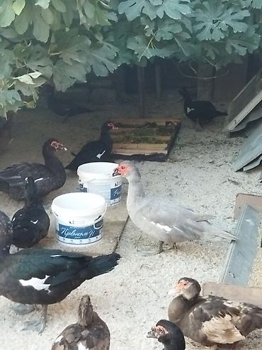 Kənd təsərrüfatı quşları: Lal ördəklər krasnadar macar zümrüd lavanda super heyvanlardı — 7