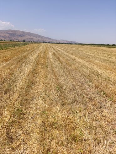 участок селекция бишкек: 🌾 Продаётся сельскохозяйственный участок — 2,8 га 📍 Кичи-Кемин