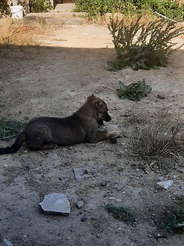 kangal satilik: Kanqal, 2 ay, Erkək, Peyvəndli, Ünvandan götürmə — 1