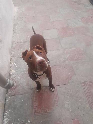 Pitbul, 5 ay, Dişi lalafo.az -da Pitbul, 5 ay, Dişi