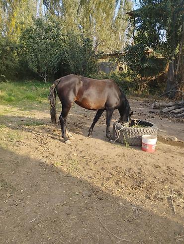 Продам с/х животных: Продаю | Жеребец | Для разведения | Племенные — 4