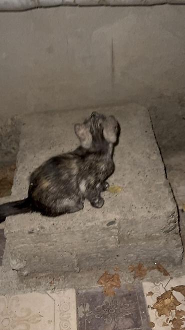 кошки сиамская: Отдам котят в добрые руки!! Есть три котенка рыжая и черно-серая — 8