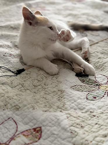 кошка сфинкс с шерстью: Котёнок 3 месяца,здоровая,игривая девочка,сейчас данное время на — 3