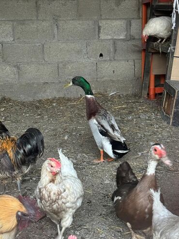 лошадь лошадь: Продаю уток индийский бегунок 🦆