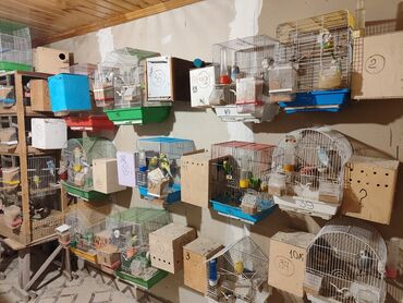 dovsan qefesi satilir: Hazır papuqay ferması satılır. 40 cütdür. ayda 500- 600 manat xeyr
