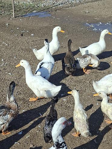 jersey cinsi: Tam saglam kuban ordekleri satisdadir tam saglam vaksin olunmus — 1